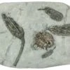 7.9" Fossil Crinoid Plate (Four Species) - Crawfordsville, Indiana