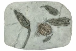 7.9" Fossil Crinoid Plate (Four Species) - Crawfordsville, Indiana