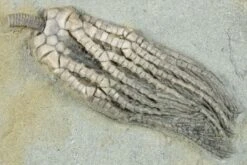1.9" Crinoid (Abrotocrinus) Fossil - Crawfordsville, Indiana