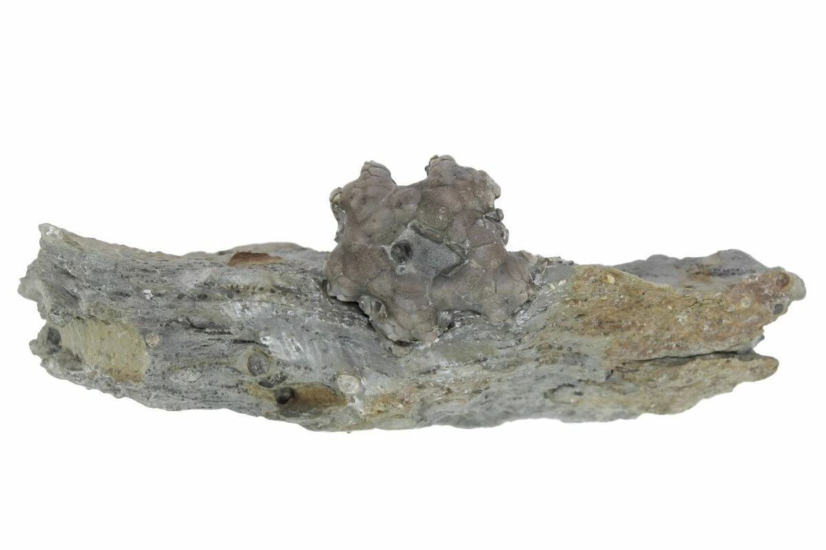 .7" Fossil Crinoid (Agaricocrinus) Aboral Cup - Indiana 4 .7" Fossil Crinoid (Agaricocrinus) Aboral Cup - Indiana - Image 2