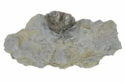 .7" Fossil Crinoid (Agaricocrinus) Aboral Cup - Indiana