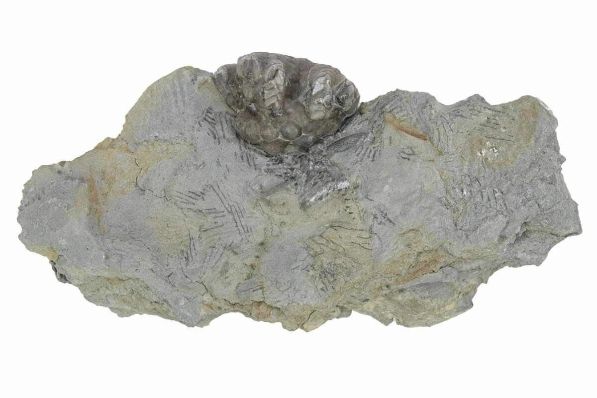 .7" Fossil Crinoid (Agaricocrinus) Aboral Cup - Indiana 3 .7" Fossil Crinoid (Agaricocrinus) Aboral Cup - Indiana