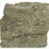 7.7" Pennsylvanian Fossil Urchin And Crinoid Plate - Texas -1 archaeocidaris brownwoodensis urchin unidentified crinoid