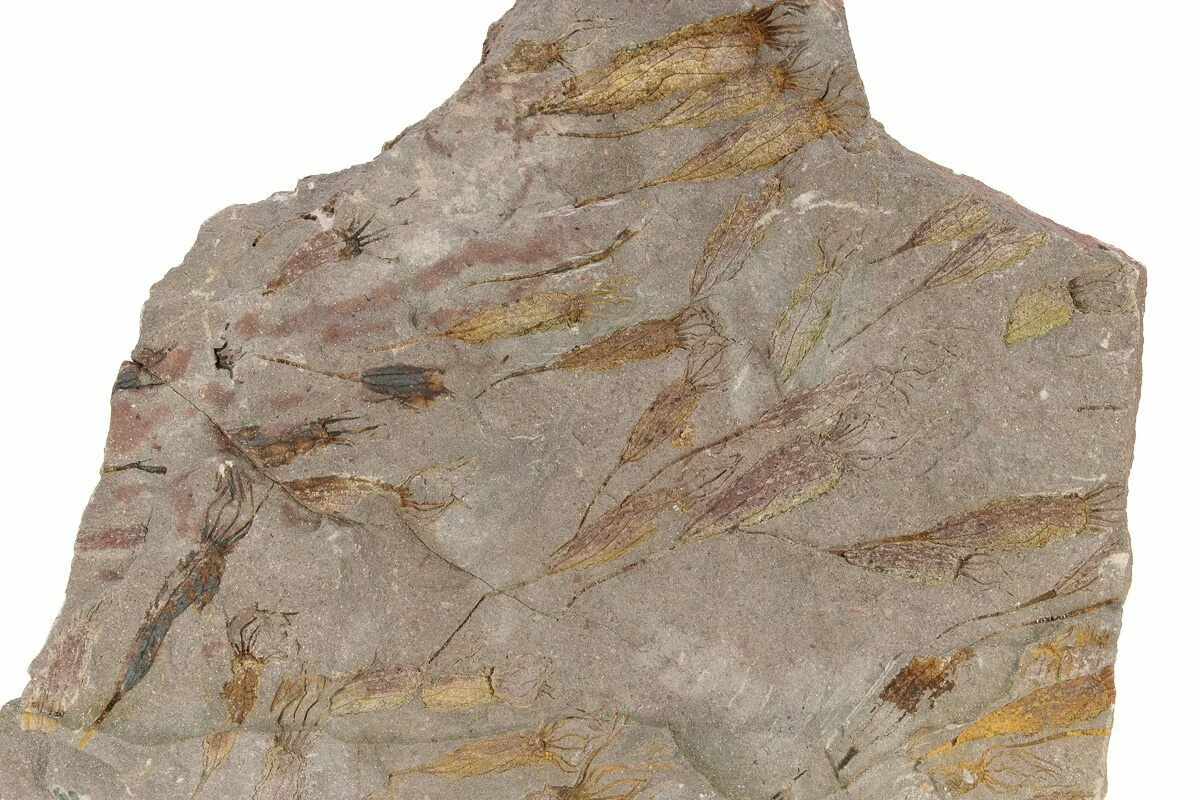 11.8" Eocrinoid (Ascocystites) Mortality Plate - Ordovician 3 11.8" Eocrinoid (Ascocystites) Mortality Plate - Ordovician