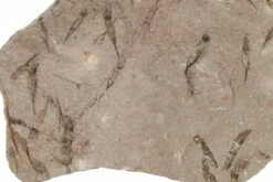 15" Eocrinoid (Ascocystites) Mortality Plate - Ordovician