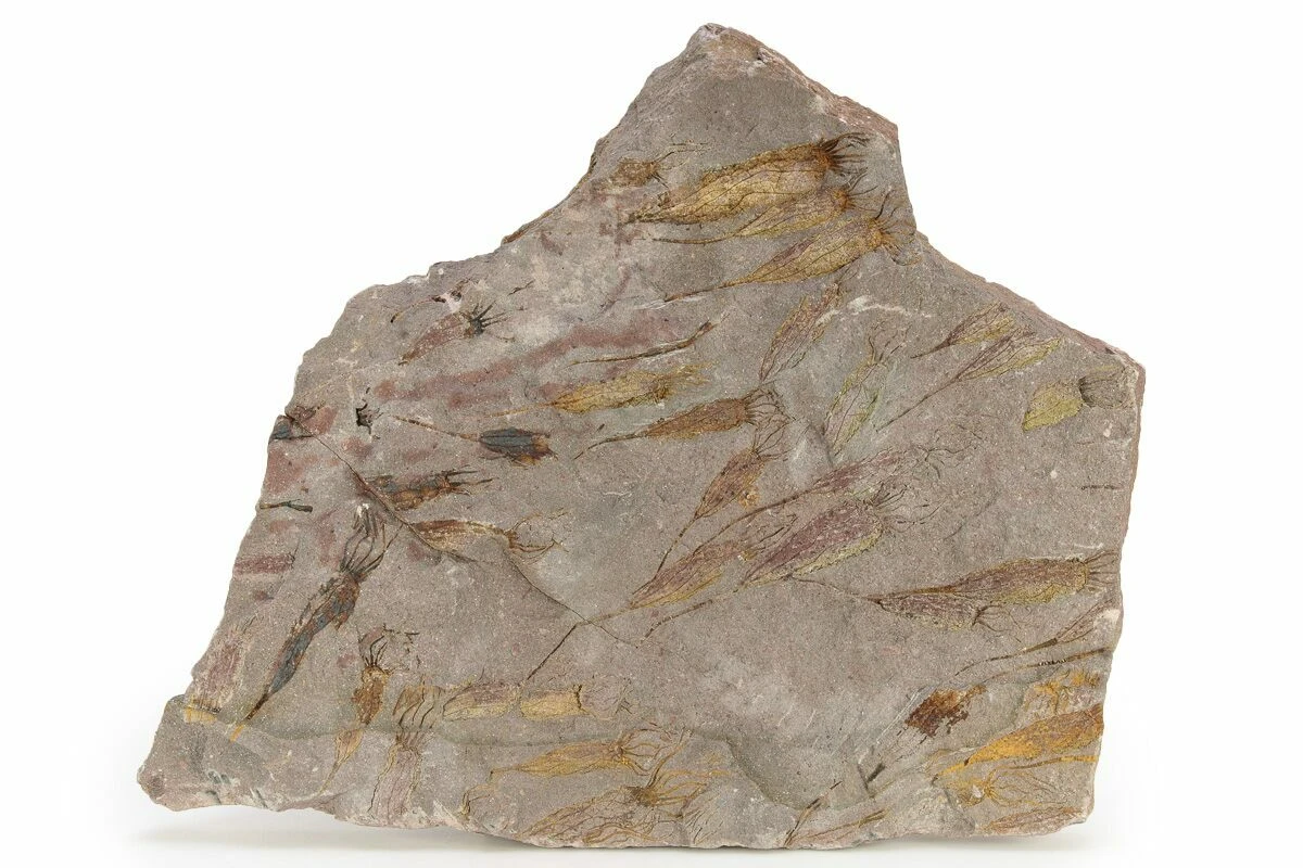 11.8" Eocrinoid (Ascocystites) Mortality Plate - Ordovician 4 11.8" Eocrinoid (Ascocystites) Mortality Plate - Ordovician - Image 2