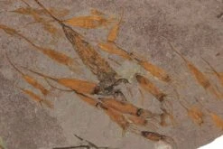 24" Eocrinoid (Ascocystites) Mortality Plate - Ordovician -1 ascocystites sp 8