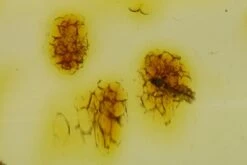 2" Polished Colombian Copal (7.8 G) - Spider, Fly, And Moss! -1 bryophyta moss order araneae order diptera 1