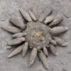 2.1" Jurassic Club Urchin (Caenocidaris) - Boulemane, Morocco -1 caenocidaris cucumifera