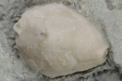 .9" Silurian Cystoid (Caryocrinites) Fossil - Napoleon, Indiana