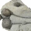 Multiple Silurian Cystoid (Caryocrinites) Fossils - New York -1 caryocrinites ornatus 6