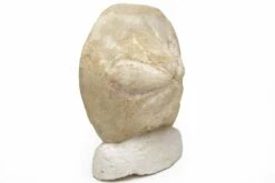 5.2" Miocene Fossil Echinoid (Clypeaster) - Taza, Morocco -1 clypeaster sp 5