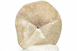 5.2" Miocene Fossil Echinoid (Clypeaster) - Taza, Morocco -1 clypeaster sp 6