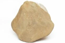 6.6" Miocene Fossil Echinoid (Clypeaster) - Taza, Morocco -1 clypeaster sp 9