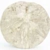 4.05" Jurassic Sea Urchin (Clypeus) Fossil - England -1 clypeus plotti 3