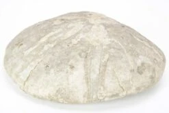 4.05" Jurassic Sea Urchin (Clypeus) Fossil - England -1 clypeus plotti 4