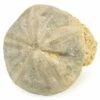 3.3" Jurassic Sea Urchin (Clypeus) Fossil - England -1 clypeus plotti 5