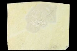 4" Floating Crinoid (Comaturella) Fossil - Solnhofen Limestone -1 comaturella sp 1