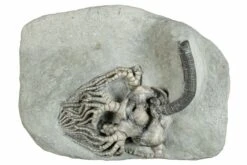 3.4" Spectacular Fossil Crinoid (Cyathocrinites) - Crawfordsville -1 cyathocrinites kelloggi 1