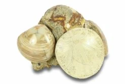 3.3" Cluster Of Polished Fossil Sand Dollars & Clams - California -1 dendraster sp psuedocardium sp 1