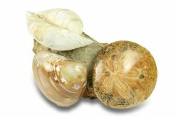 4.3" Cluster Of Polished Fossil Sand Dollars & Clams - California