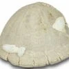 2.7" Cretaceous Echinoid (Echinocorys?) Fossil - England 1 2.7" Cretaceous Echinoid (Echinocorys?) Fossil - England -1 echinocorys sp