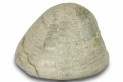 2.4" Cretaceous Echinoid (Echinocorys?) Fossil - England