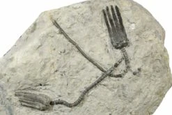 14" Plate With Two Fossil Crinoids (Encrinus) - Germany