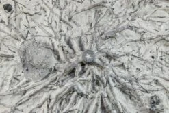 7.1" Wide Crinoid (Eucalyptocrinus) Holdfast - Indiana -1 eucalyptocrinus crassus 1