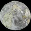 1.6" Fossil Sea Urchin (Eucosmus) - Morocco -1 eucosmus caraboeufi