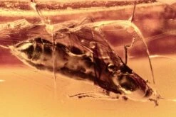 Detailed Fossil True Midge And Dung Midge In Baltic Amber