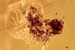 Detailed Fossil Ants (Formicidae) With Spider Webs In Baltic Amber
