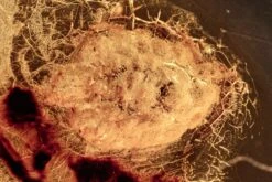 Fossil Ensign Scale Insect (Ortheziidae) In Baltic Amber