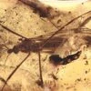 Fossil Crane Fly (Tipulidae) Laying Eggs In Baltic Amber