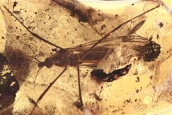 Fossil Crane Fly (Tipulidae) Laying Eggs In Baltic Amber