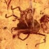 Fossil Velvet Mite (Trombidiidae) In Baltic Amber -1 family trombidiidae