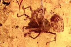 Fossil Velvet Mite (Trombidiidae) In Baltic Amber