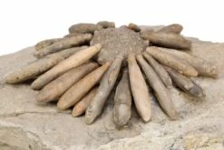 2.4" Jurassic Club Urchin (Gymnocidaris) - Boulemane, Morocco -1 gymnocidaris koechlini 2