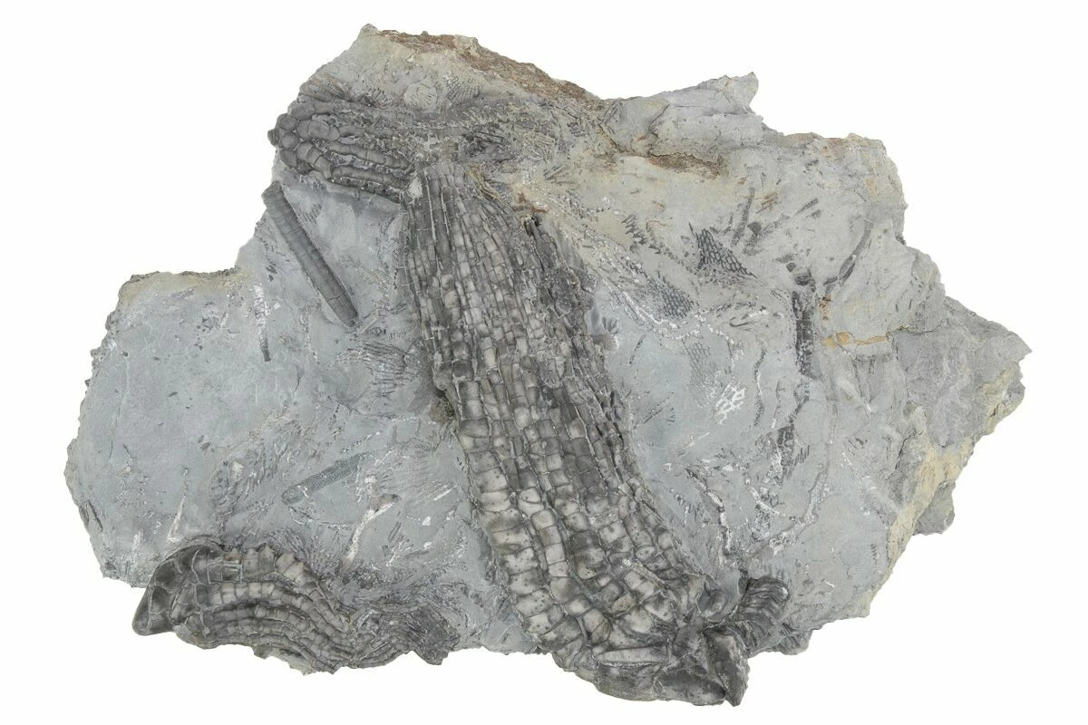 5.5" Fossil Crinoid Plate (Two Species) - Monroe County, Indiana 3 5.5" Fossil Crinoid Plate (Two Species) - Monroe County, Indiana