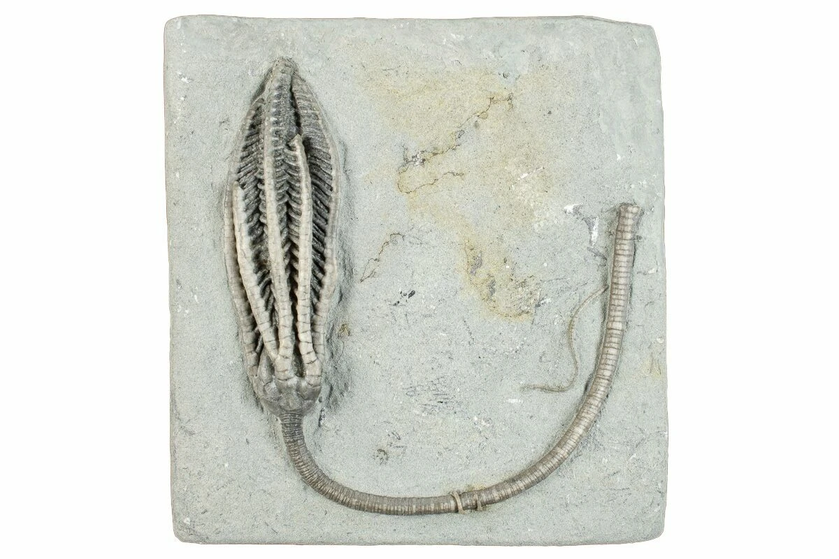 3" Fossil Crinoid (Histocrinus) - Crawfordsville, Indiana 4 3" Fossil Crinoid (Histocrinus) - Crawfordsville, Indiana - Image 2