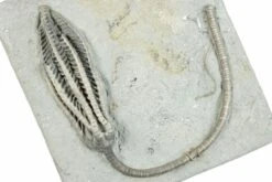 3" Fossil Crinoid (Histocrinus) - Crawfordsville, Indiana