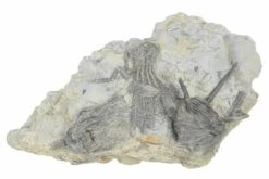 8.9" Fossil Crinoid Plate (Four Species) - Monroe County, Indiana -1 histocrinus coreyi platycrinites hemisphericus dorycrinus gouldi pachylocrinus aequalis 1