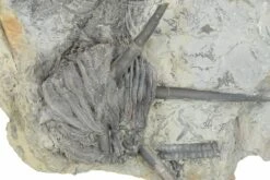 8.9" Fossil Crinoid Plate (Four Species) - Monroe County, Indiana -1 histocrinus coreyi platycrinites hemisphericus dorycrinus gouldi pachylocrinus aequalis 2