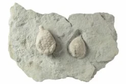 Two Cystoid (Holocystites) Fossils - Indiana -1 holocystites scutellatus 2