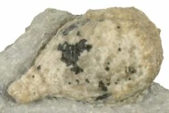 1.5" Cystoid (Holocystites) Fossil - Indiana