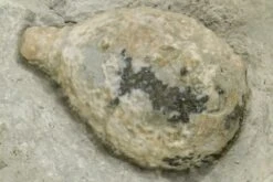 1.6" Cystoid (Holocystites) Fossil - Indiana