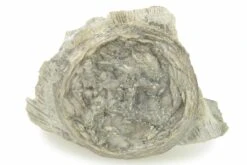 .7" Fossil Edrioasteroid (Isorophus) On Brachiopod - Utah