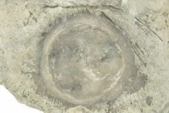 .55" Fossil Edrioasteroid (Isorophus) On Brachiopod - Ohio
