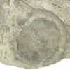 .5" Fossil Edrioasteroid (Isorophus) On Brachiopod - Ohio -1 isorophus cincinnatiensis 8