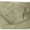 4.25" Fossil Crinoid (Macrocrinus) - Crawfordsville, Indiana -1 macrocrinus mundulus 2